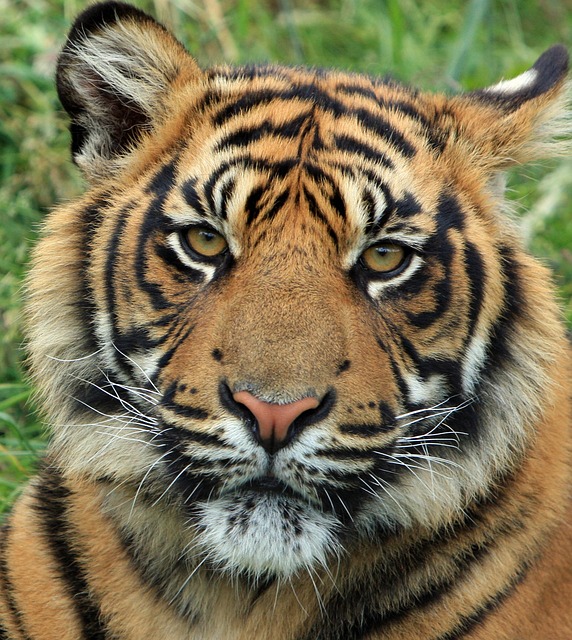 Malowanie twarzy tygrys
