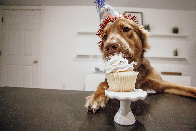 urodziny psa